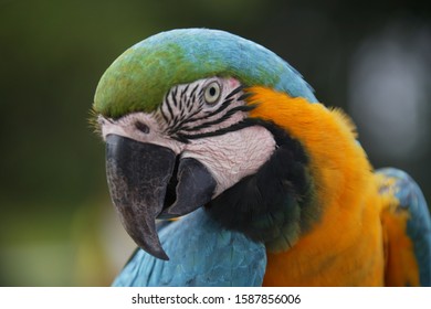 Portrait of a parrot, Canaima National Park, Venezuela Adlı Stok Fotoğraf