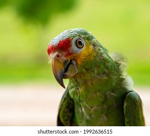 Portrait Of Parrot With Head Cocked As If Listening To You