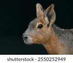 Portrait of Patagonian mara, Dolichotis patagonum, in the dark habitat. Cute mammal from Argentina. Wildlife scene from the nature with dark background. Head detail of mara.