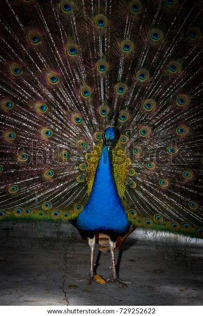 Portrait of the peacock. Birds of Everglades\
National Park, Miami,\
Florida.
