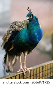 Portrait Of Peacock Male  On Hazy   Autumn Day