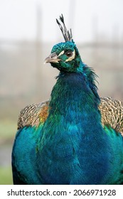 Portrait Of Peacock Male  On Hazy   Autumn Day