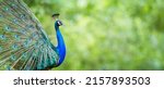 Portrait Peacock, Peafowl or Pavo cristatus, live in a forest natural park colorful spread tail-feathers gesture elegance. At Suan Phueng, Ratchaburi, Thailand. Leave space for banner text input.