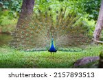 Portrait Peacock, Peafowl or Pavo cristatus, live in a forest natural park full body colorful spread tail-feathers gesture elegance. At Suan Phueng, Ratchaburi, Thailand.