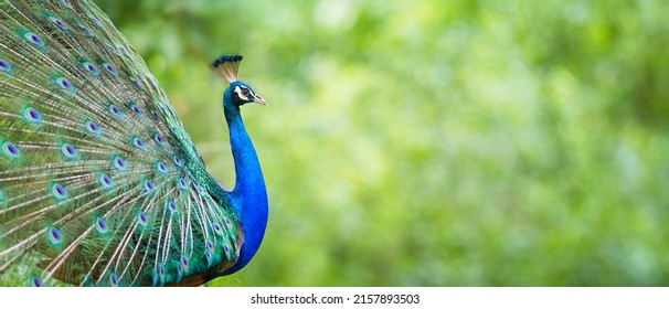 Portrait Peacock, Peafowl or Pavo cristatus, live in a forest natural park colorful spread tail-feathers gesture elegance. At Suan Phueng, Ratchaburi, Thailand. Leave space for banner text input. - Powered by Shutterstock