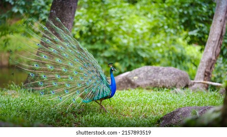 Portrait Peacock, Peafowl or Pavo cristatus, live in a forest natural park full body side colorful spread tail-feathers gesture elegance. At Suan Phueng, Ratchaburi, Thailand.