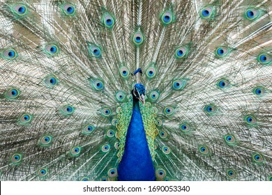 孔雀 正面 の画像 写真素材 ベクター画像 Shutterstock