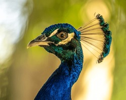 Portrait Of Peacock Staring Into Camera