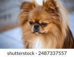 Portrait of a pekingese breed dog. A breed of dog developed in ancient China more than 2000 years ago. Closeup