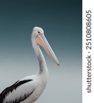 Portrait of a Pelican at the Beach, Light Blue Background