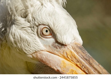 Portrait of a pelican. Close-up of a pelican head. Details on dalmatian pelican ( pelecanus crispus ) head