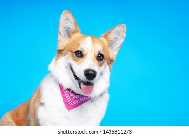 Portrait of a pembroke welsh corgi dog wearing pink bandana tie looking at the camera with mouth open seen from the front on a blue background