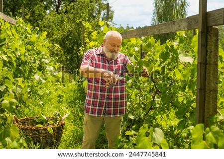 portrait of a pensioner in a vineyard. an elderly man is trimming grape leaves