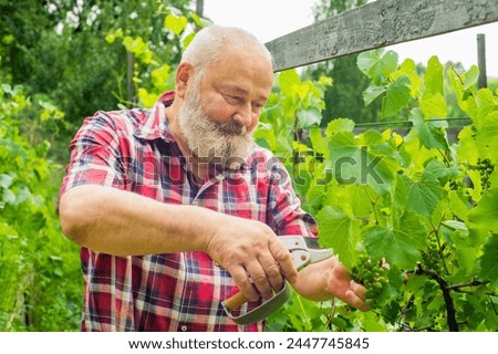 portrait of a pensioner in a vineyard. an elderly man is trimming grape leaves