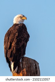 Portrait Of A Perching Eagle At The Wild Animal Sanctuary In Keenesburg, CO With A Shallow Depth Of Focus.