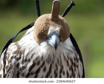 Portrait of a peregrine falcon with brown hood and its characteristic yellow and blue beak and falcon tooth that allows it to bite through the neck of its prey in one go - Shutterstock ID 2184640637