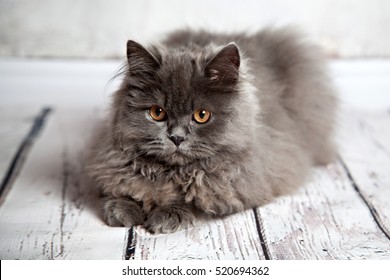 Shirazi Cat Images Stock Photos Vectors Shutterstock