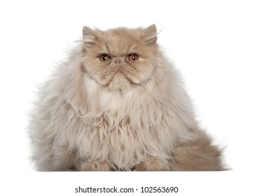 Portrait Persian Cat 5 Months Old Stock Photo 102563690 