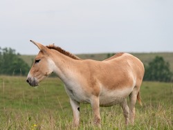 Portrait Of A Persian Onager