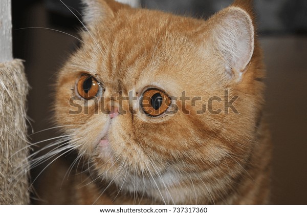 Portrait Persian Red Tabby Shorthair Cat Stock Photo Edit Now