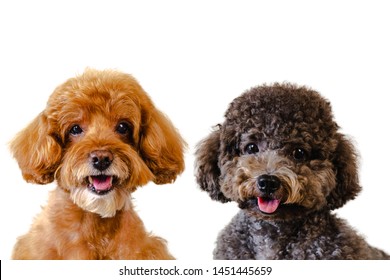 Portrait photo of adorable smiling brown and black toy Poodle dogs on white background. - Shutterstock ID 1451445659