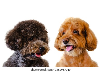 Portrait photo of adorable smiling brown and black toy Poodle dogs on white background. - Shutterstock ID 1452967049