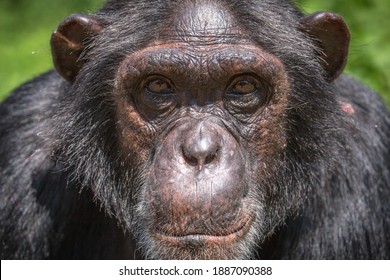 A portrait photo of an adult chimpanzees face. Adult chimpanzees can be distinguished by their dark or black skin, and typically have dark coloured eyes with a white beard.