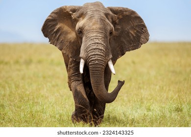 A portrait photo of a African elephant shot in Masai Mara Kenya