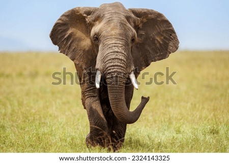 A portrait photo of a African elephant shot in Masai Mara Kenya