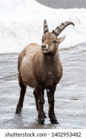 Portrait photo of a billy goat staring in the distance facing the camera standing on the road with snow falling in the foreground in soft focus. Shot in Montebello, Quebec, Canada.