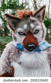 Portrait Photo Of A Furry Guy In Its Fursuit. Male Wolf Dog Husky Costume In The Wild. Brown, Gray And White. 