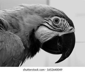 Portrait photo of a gold and blue Macaw Parrot in black and white, the headshot is a side view with a light background.