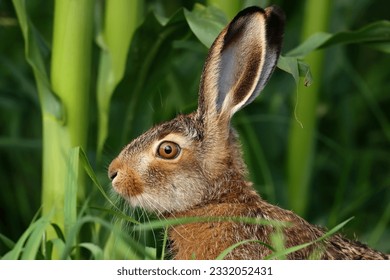 Portrait photo of the head of a young brown hare
