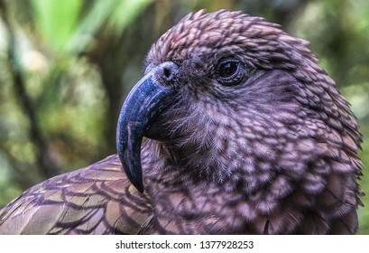 Portrait Photo Of A NZ Kea, The Only Alpine Parrot In The World. 