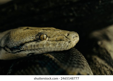 Portrait photo of a Reticulated Python snake - Powered by Shutterstock