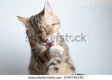 Portrait photo of Scottish fold cat licking its foot for cleaning and remove dust from body.
