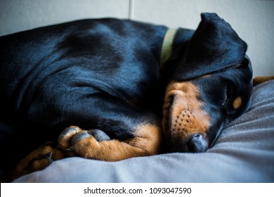 A Portrait Photo Of A Sleeping Doberman Puppy.