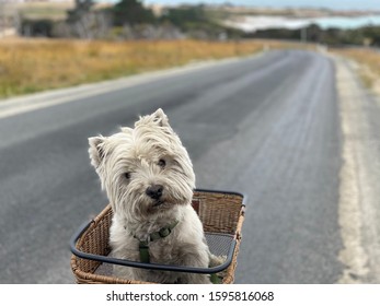 Portrait photo of a west highland terrier in a bicycle basket with coastline in the background  shot in the Bay of Fires, Tasmania, Australia
