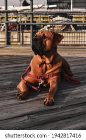 Portrait Photograph Of A Dog Sitting At South Street Seaport, NYC.