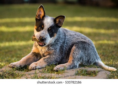 Portrait Photograph Puppy Head Slightly Turned Stock Photo 533782186 ...