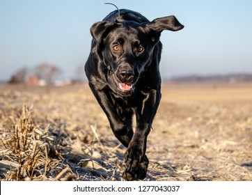 Portrait Picture Of A Black Lab In Action!