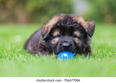 portrait picture of an Old German Shepherd puppy who lies with a ball on the lawn