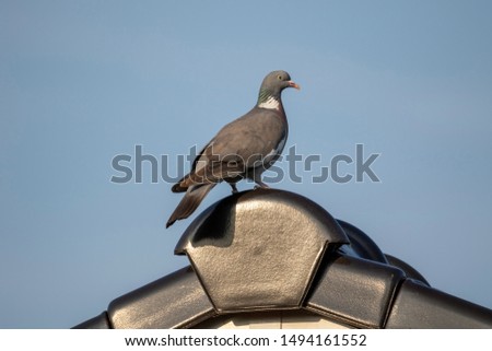 A portrait of a pidgeon at the very top of the ridge of a roof. The rood, where the bird is sitting on, is made out of roof tiles.