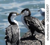 Portrait of Pied Shag (Phalacrocorax varius)