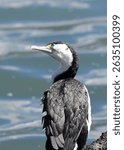 Portrait of Pied Shag (Phalacrocorax varius)