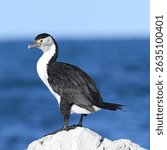 Portrait of Pied Shag (Phalacrocorax varius)