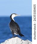 Portrait of Pied Shag (Phalacrocorax varius)