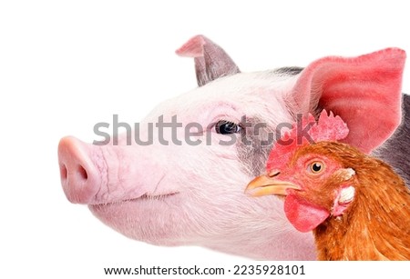 Portrait of a pig and chicken, closeup, side view, isolated on white background