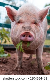 Portrait Of A Pig Eating Grass On The Ground. Pig In Closed In A Fence Of A Farm. White Pig In Nature.