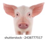 portrait of a pig isolated on white background